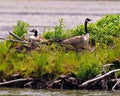 Canada Goose on nest with newly hatched goslings. New born Gosling Baby. Goose Photo and Image Royalty Free Stock Photo
