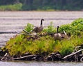 Canada Goose on nest with newly hatched goslings. New born Gosling Baby. Goose Photo and Image Royalty Free Stock Photo