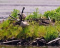 Canada Goose on nest with newly hatched goslings. Goose Photo and Image. Newborn gosling. Royalty Free Stock Photo
