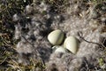 Canada Goose nest with three eggs Royalty Free Stock Photo