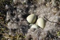 Canada Goose nest with three eggs Royalty Free Stock Photo