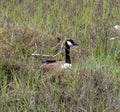 Canada goose nestled in the tall shore grass