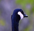 Canada goose - North American goose