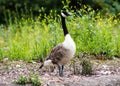 Canada Goose Royalty Free Stock Photo