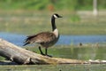 Canada Goose - Ontario, Canada Royalty Free Stock Photo