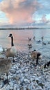 Canada goose with Ontario lake view Royalty Free Stock Photo