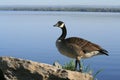 Canada Goose on Ottawa River Royalty Free Stock Photo