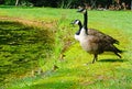 Canada Goose pair with babies. Royalty Free Stock Photo