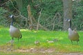 Canada Goose pair with babies.