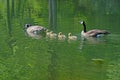 Canada Goose Pair Swimming With Their Young Babies.