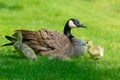 Canada Goose Parent With Two Babies.