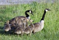 Canada Goose parents and baby goslings, Georgia, USA Royalty Free Stock Photo