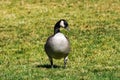 Canada goose on a park meadow, California Royalty Free Stock Photo