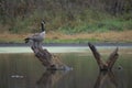 Canada Goose Perch on Stump