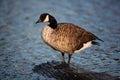 Canada Goose perching on a log on a pond in London Royalty Free Stock Photo