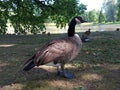 The Canada goose