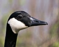 Canada Goose Photo. Head Shot. Close-up head with blur background. Canadian Goose Image. Picture. Portrait Royalty Free Stock Photo