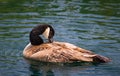 Canada Goose Royalty Free Stock Photo