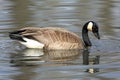 Canada Goose on a Pond Royalty Free Stock Photo