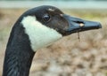 Canada goose portrait close up Royalty Free Stock Photo