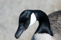 Canada Goose Portrait Close Up Royalty Free Stock Photo