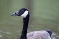 Canada goose portrait