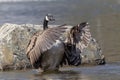 Canada Goose in Poughkeepsie, NY