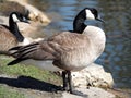 Canada Goose Profile On Bank Of Pond