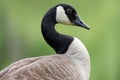 Canada Goose In Profile
