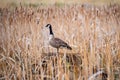 Canada Goose Royalty Free Stock Photo