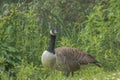 Canada Goose