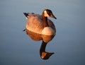 Canada goose reflected in river - sunset