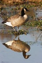 Canada Goose with reflection in marsh.