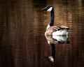 CANADA GOOSE WITH REFLECTION IN WATER