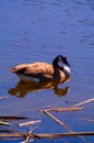 Canada Goose at rest Royalty Free Stock Photo