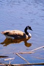 Canada Goose at rest Royalty Free Stock Photo