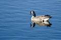Canada Goose Resting on a Blue Lake Royalty Free Stock Photo
