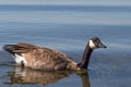 Canada Goose resting on calm waters of the sea  isolated  selective focus  copy space  close up Royalty Free Stock Photo