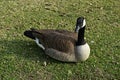 Canada Goose