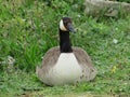 Canada Goose resting on grass Royalty Free Stock Photo