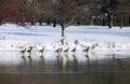 Canada goose resting in a pond during northeast snow storm 2014 Royalty Free Stock Photo