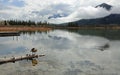 Canada goose resting on wooden log Royalty Free Stock Photo