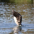 Canada goose rising out of the lake Royalty Free Stock Photo