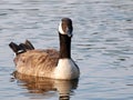 Canada goose in river Royalty Free Stock Photo