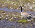 Canada canadian Goose wildlife bird on river bank water Royalty Free Stock Photo