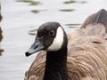 Canada goose on shimmering lake