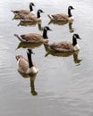 Canada geese on shimmering lake