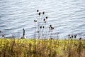 Canada goose on the shore of Arlington reservoir