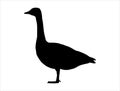 Canada goose silhouette vector art white background Royalty Free Stock Photo