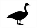 Canada goose silhouette vector art white background Royalty Free Stock Photo